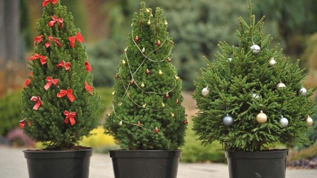 Государственные елки высотой 3 м будут стоить во Львовской области