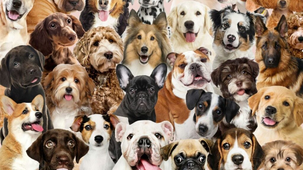 Самые популярные породы собак