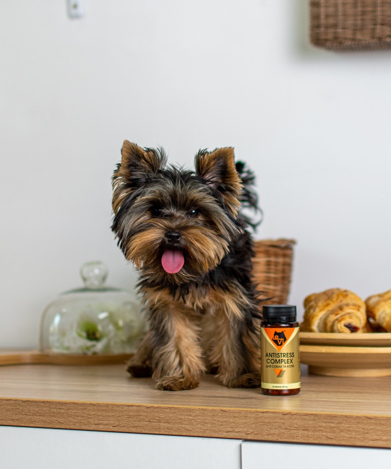 Как выбрать правильное успокоительное для собак